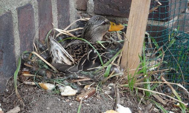 Unfassbar! Nest von Spezial-Ente zerstört