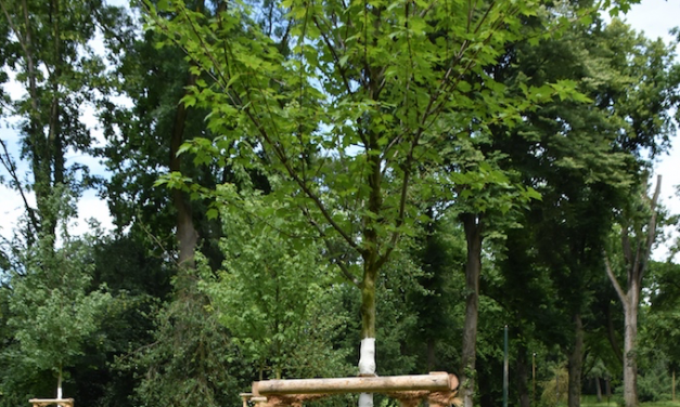 Sechs Eimer für euren&nbsp;Baum