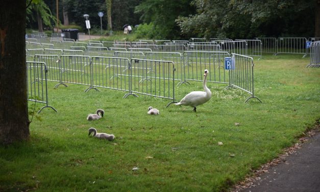 Mutter Schwan klärt ihren Nachwuchs auf