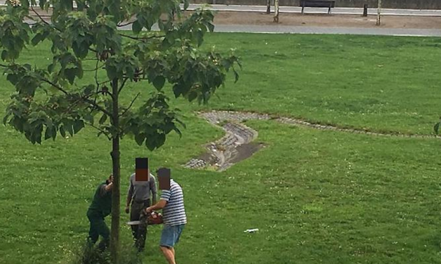 Dreist ! Werden Bäume für den Metropavillon gefällt&nbsp;?