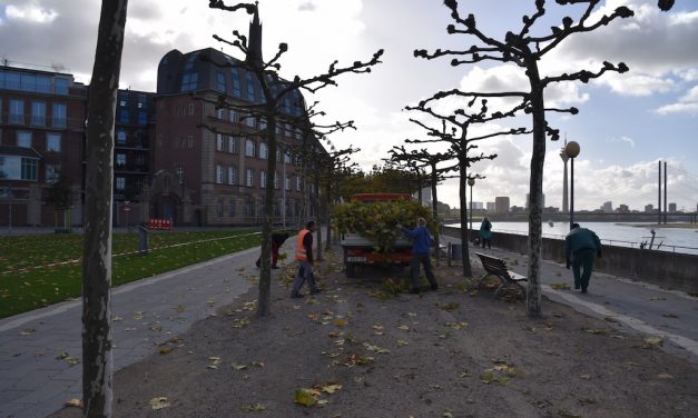 Plantanen werden zurückgeschnitten