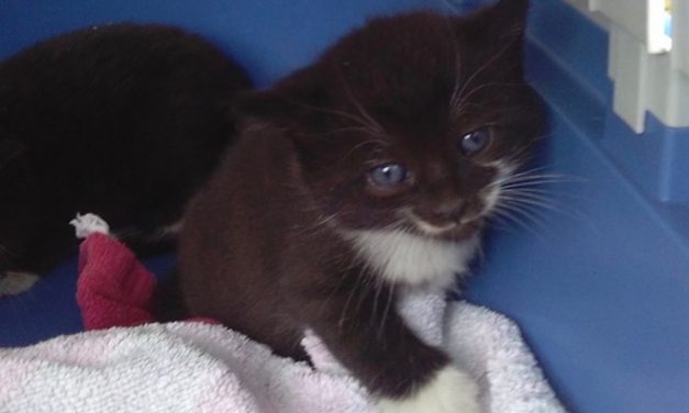 Fellnasen am Düsseldorfer Flughafen Cargobereich vor dem Kältetod gerettet