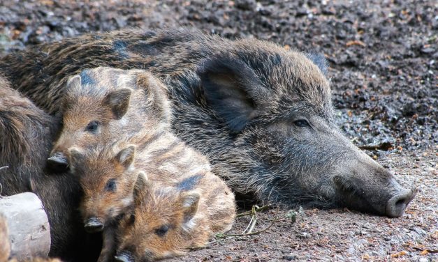 Nachwuchs im Wildpark Grafenberger Wald