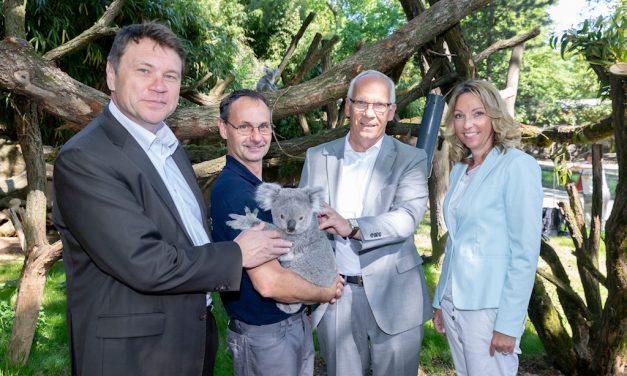 Eukalyptus aus Florida