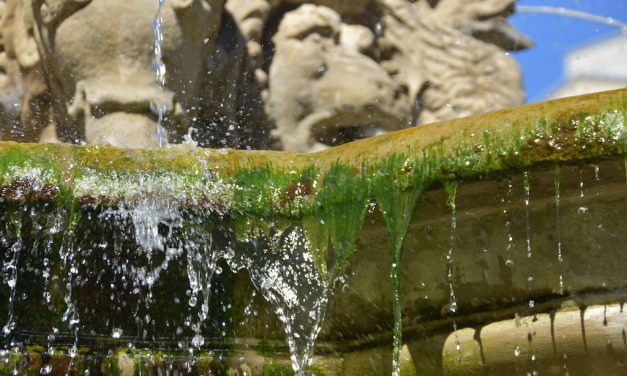 Kö: Es grünt so grün am Schalenbrunnen