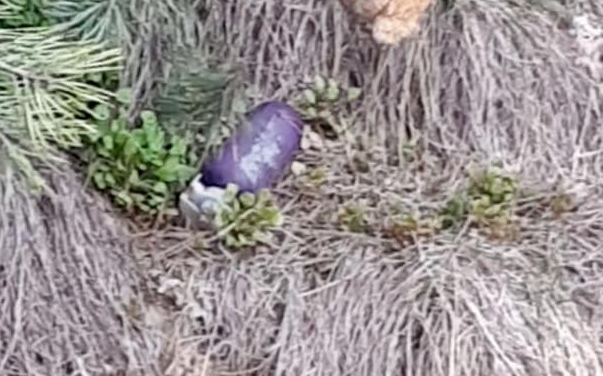 Alarm an Grenze: Spezialscout sucht Handgranate