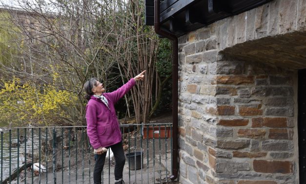 Neue Regenwasserrohre am Schwanenhaus