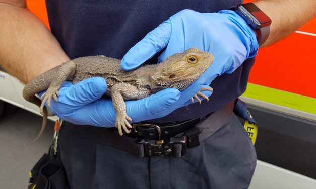 Gartenbesitzer entdeckt Bartagame im Kompost