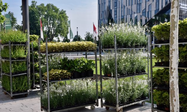 Bunte Pracht für Düsseldorf