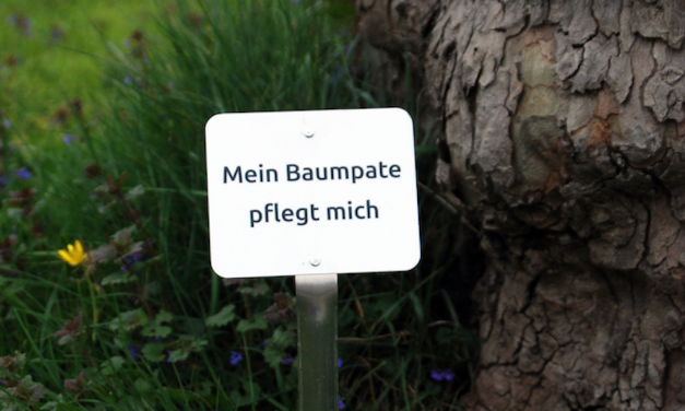 Baumscheiben richtig hegen und pflegen