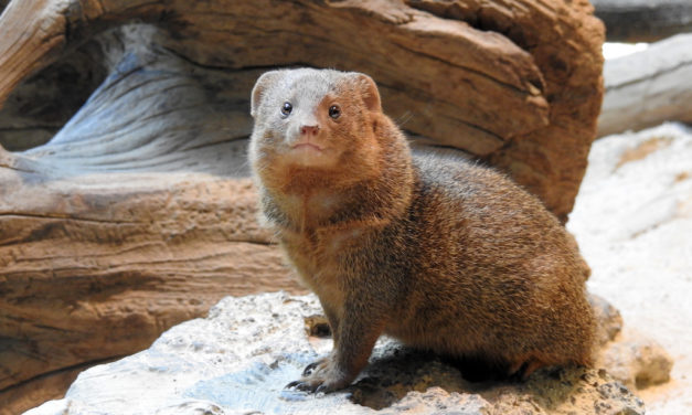 Kommentierte Fütterungen bei Hai, Piranha und&nbsp;Co