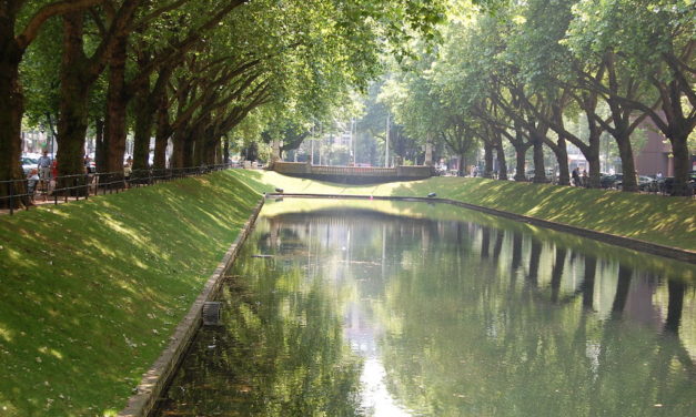 Baumfällungen an der&nbsp;Kö