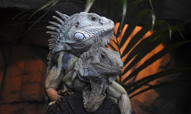 Valentinsabend im Aquazoo