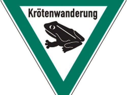Kröten gehen jetzt auf Wanderschaft