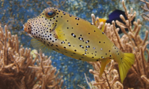 Mittagessen mit Nemo &&nbsp;Co.