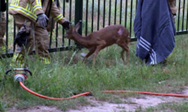 Reh steckt im Grenzzaun — Hintern zu&nbsp;dick