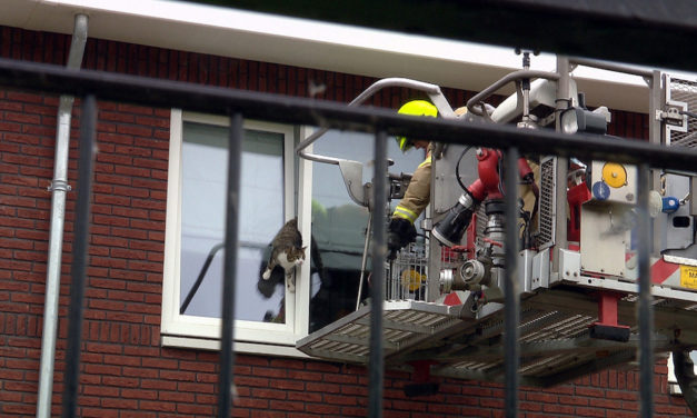 Popo des Stubentigers zu&nbsp;dick