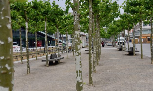 Platanen platzt die&nbsp;Rinde