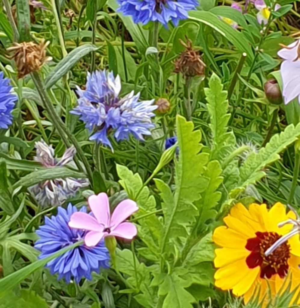 Blumen und Bienen von Bilk | Lokalbüro Düsseldorf