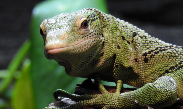 Aquazoo erhält Akkreditierung des europäischen Zoo-Dachverbandes