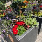 Blumenoasen im Düsseldorfer Norden: Paten für neue Pflanzsaison gesucht