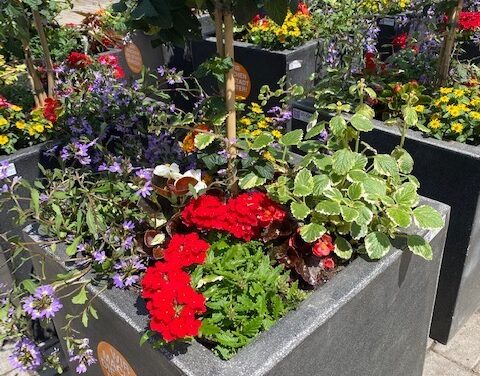 Blumenoasen im Düsseldorfer Norden: Paten für neue Pflanzsaison gesucht