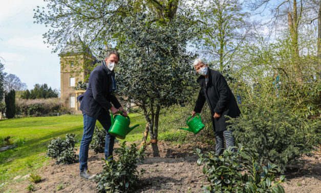Baum des Jahres 2021: Gartenamt pflanzt Stechpalme im Schlosspark Garath