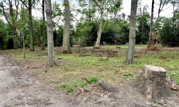 Das Gartenamt muss 19 kranke Bäume fällen