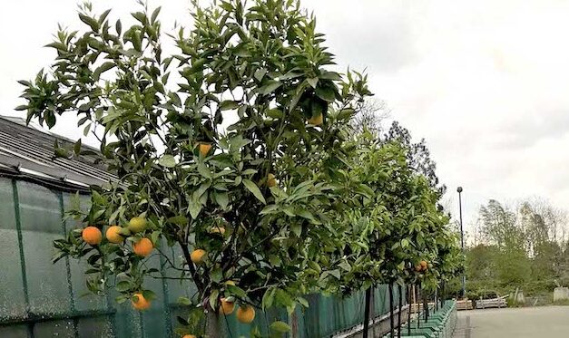 Kübelpflanzen kehren zurück in die&nbsp;Parks