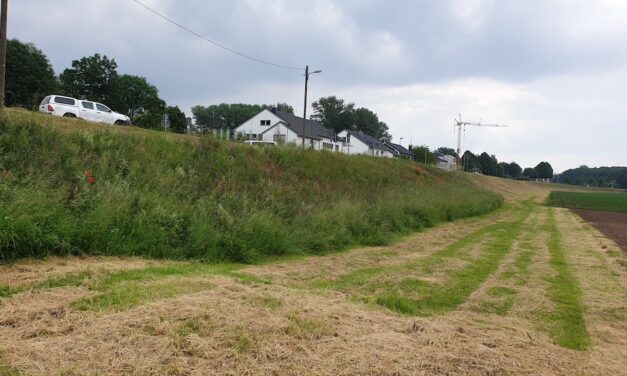 Deichwiesen — die ökologisch wertvollsten Wiesenflächen der&nbsp;Stadt