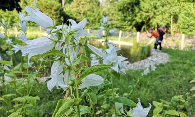 Waldschule Düsseldorf startet Ferienprogramm