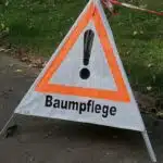 Stadt muss 193 kranke und abgestorbene Bäume im Stadtgebiet fällen