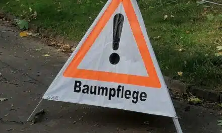 Stadt muss 193 kranke und abgestorbene Bäume im Stadtgebiet fällen