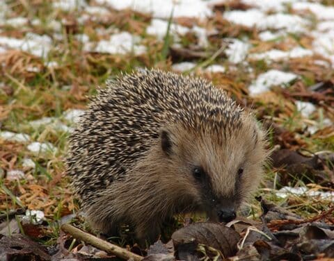 Igeln im Winter effektiv helfen!