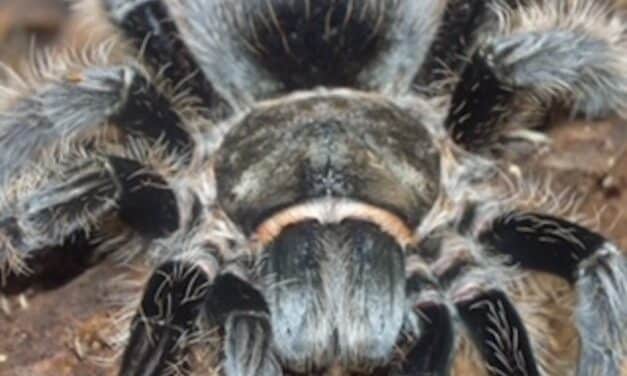 Gruselführung durch den nächtlichen Aquazoo