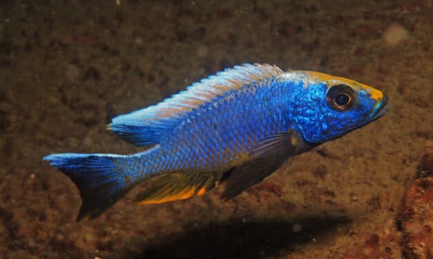 Geheimnisvolle Welten – Vorträge im Aquazoo