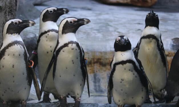 Aquazoo: Frühjahrsputz bei den Pinguinen