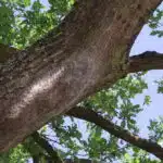 Stadt rüstet sich gegen Eichenprozessionsspinner