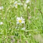 Durch Auen, Parks und Wälder: Düsseldorf lädt im Juni zu Naturführungen ein