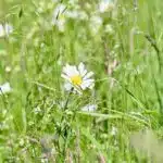 Durch Auen, Parks und Wälder: Düsseldorf lädt im Juni zu Naturführungen ein