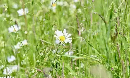 “Unterwegs im Grünen”: Im August bietet die Stadt Führungen an