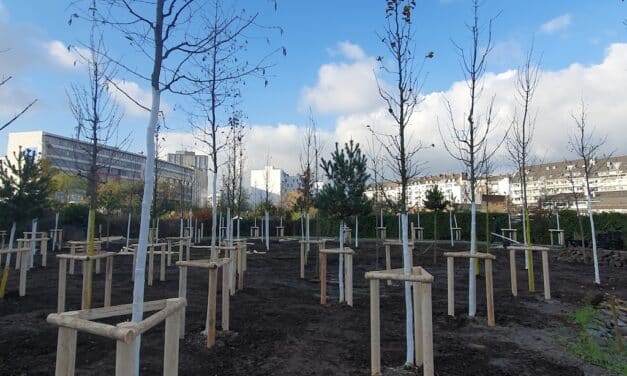 Pflanzarbeiten im Pocketpark an der Albertstraße: Stadt setzt hunderte Bäume und Sträucher