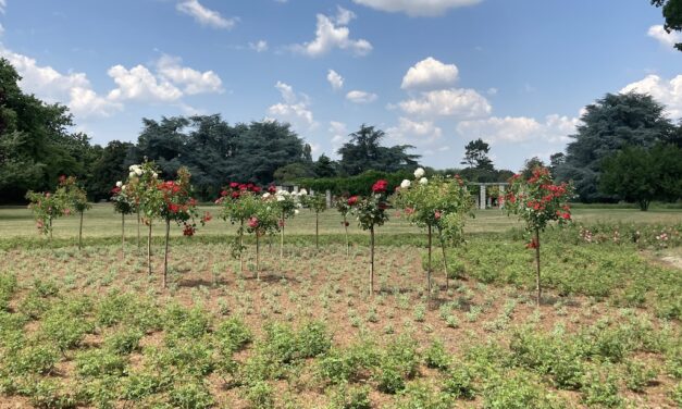 Stadt vergibt zwölf neue Rosenpatenschaften im Nordpark