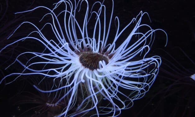 Sommerferienaktionen im Aquazoo Löbbecke Museum