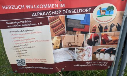 Die Alpakas aus dem Düsseldorfer Norden