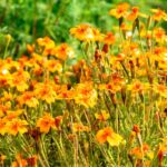 Üppige Pflanzenpracht im Botanischen Garten: Herbstliche Eindrücke im Düsseldorfer Süden