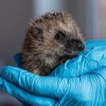 Junge Igel hungern:  Sie brauchen unsere Hilfe