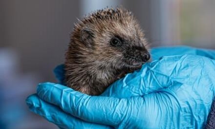 Junge Igel hungern:  Sie brauchen unsere Hilfe