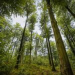 In den städtischen Forstrevieren startet die Waldpflege