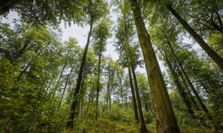 In den städtischen Forstrevieren startet die Waldpflege